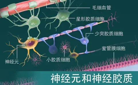 神经元和神经胶质和支持细胞